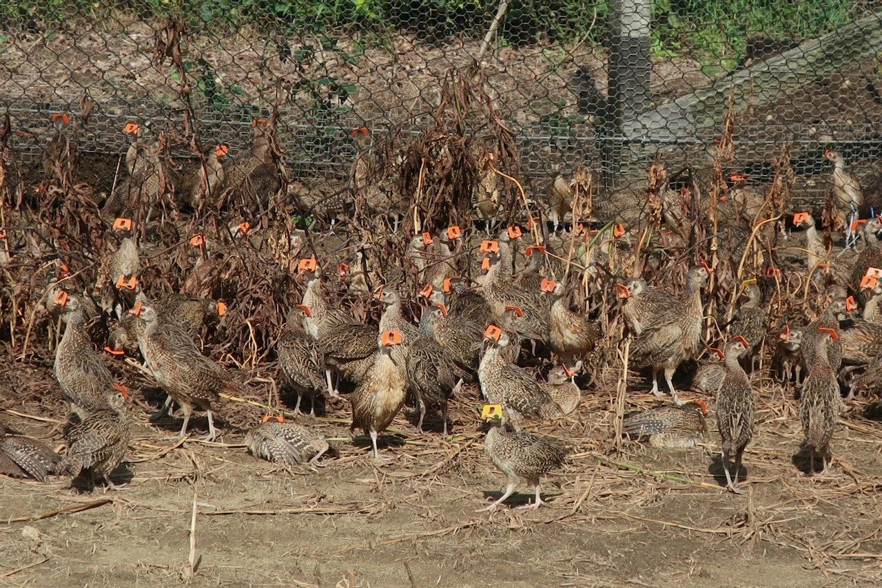 pheasant farming