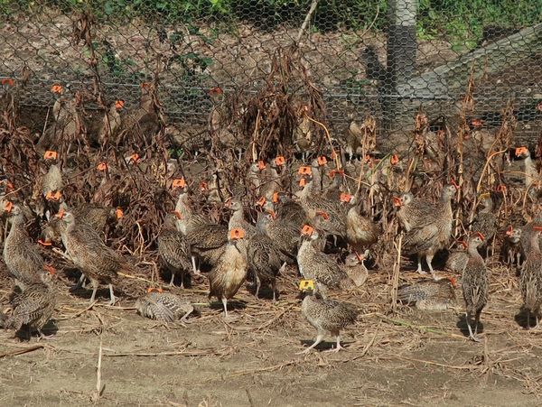 Pheasant Hunting