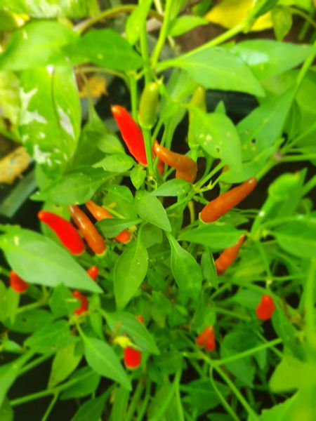 20 Thai Demon Chilli Seeds