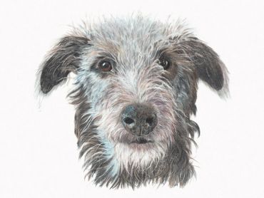 Scottish Deerhound Puppy
Photo credit Bonny Snowdon
Limited Edition Prints and Note Cards available