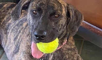 Brindle dog holding a yellow tennis ball in its mouth.