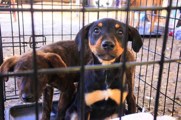 Two puppies inside a metal cage.