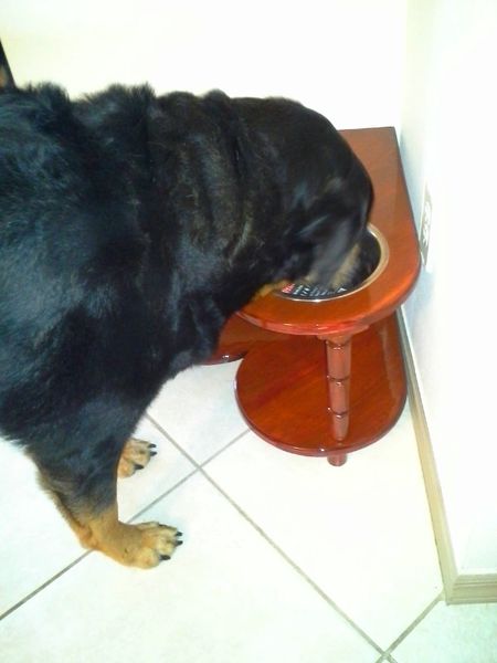 2 Bowl Heart Raised Dog Feeding Tables