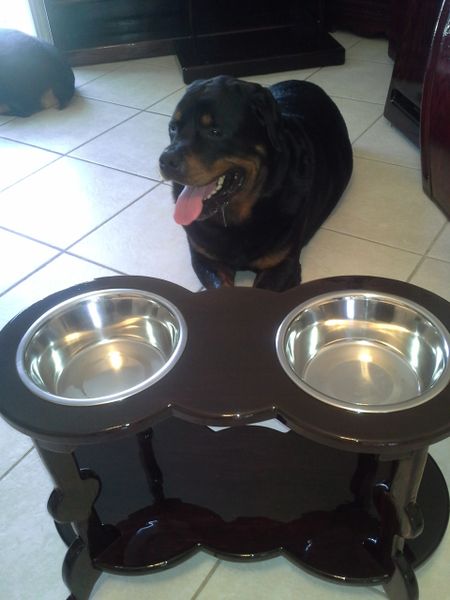 2 Bowl Raised Dog Feeder