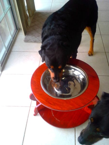 DOG WATER TABLE