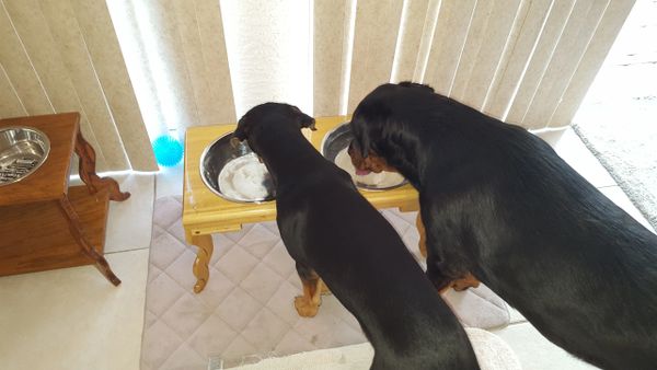 2 bowl dog water table