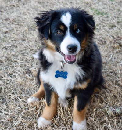 Shooting Stars Ranch - Australian Shepherd, Mini Aussie, Toy Aussie ...