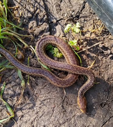 gopher snake