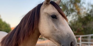 5 student farmers choose sanctuary over slaughter for the animals