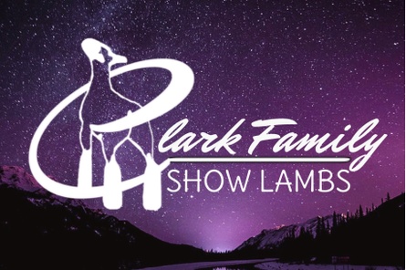 Clark Family Show Lambs