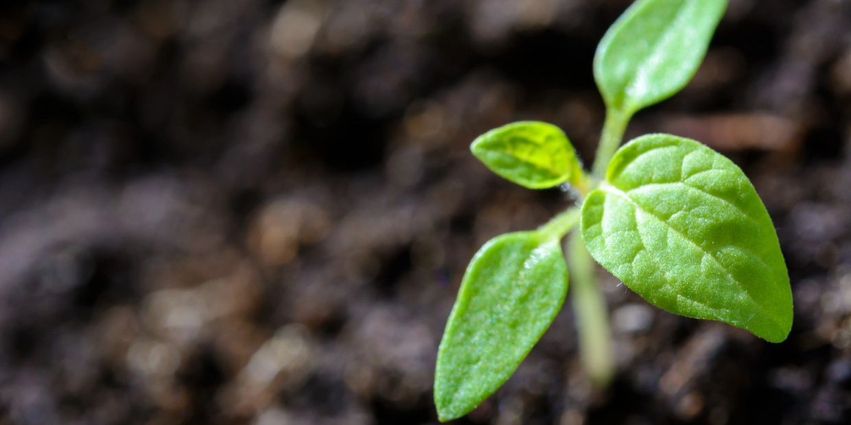 close-up photograph of a small green seedling sprouting from dirt