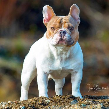 GrCh. Lilac Haze Bendrix of Crowd Pleazer Frenchies, OFA Health Certified French Bulldog Stud.