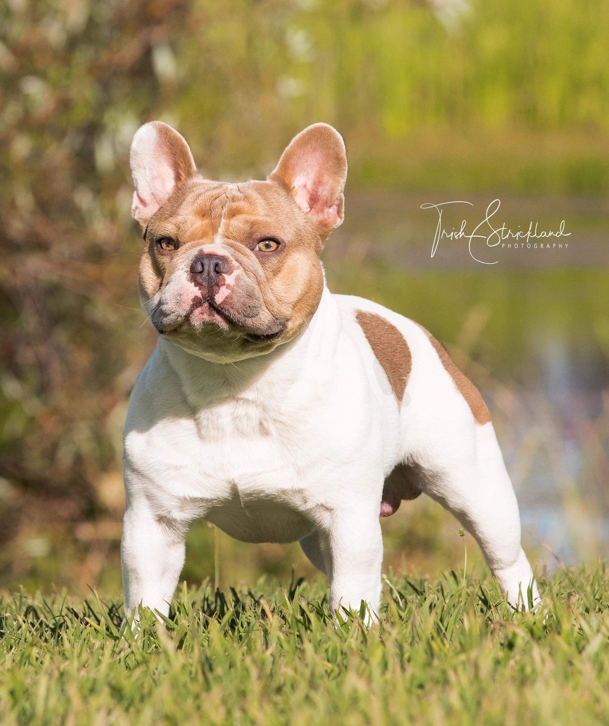 red pied french bulldog