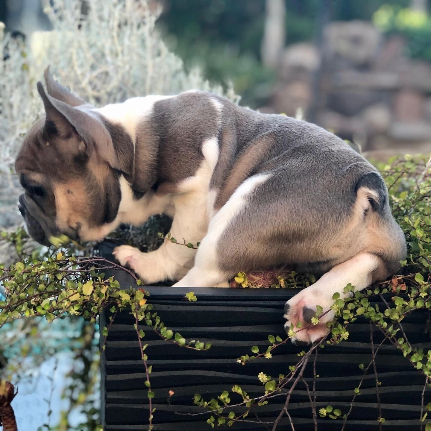 Irish pied hot sale french bulldog