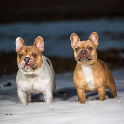  Crowd Pleazer's  Firecracker GiGi with sire, GrCh Lilac Haze Bendrix