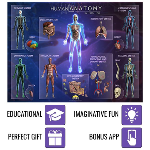 Smart anatomy interactive human body online