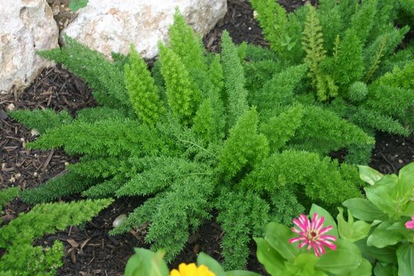 Foxtail Fern The Landshaper