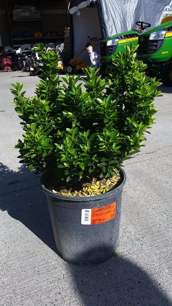 How Tall Do Dwarf Boxleaf Euonymus Get? – BDQQZJ