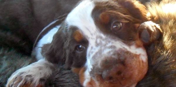 Tri-colored purebred English Springer Spaniel puppy for sale.