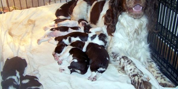 Tri-colored purebred English Springer Spaniel puppy for sale.