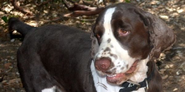 Brown and white purebred English Springer Spaniel puppy for sale.