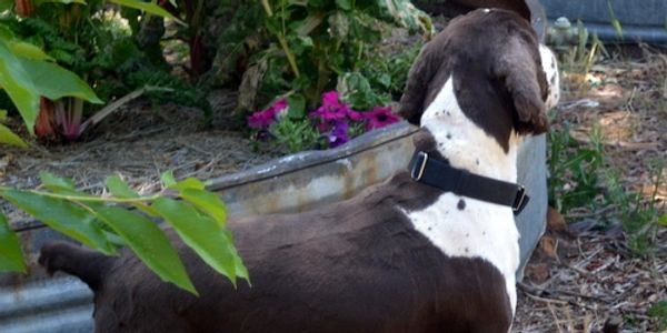 Brown and white purebred English Springer Spaniel puppy for sale.