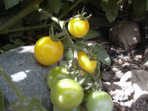 Snowberry Tomato Seeds