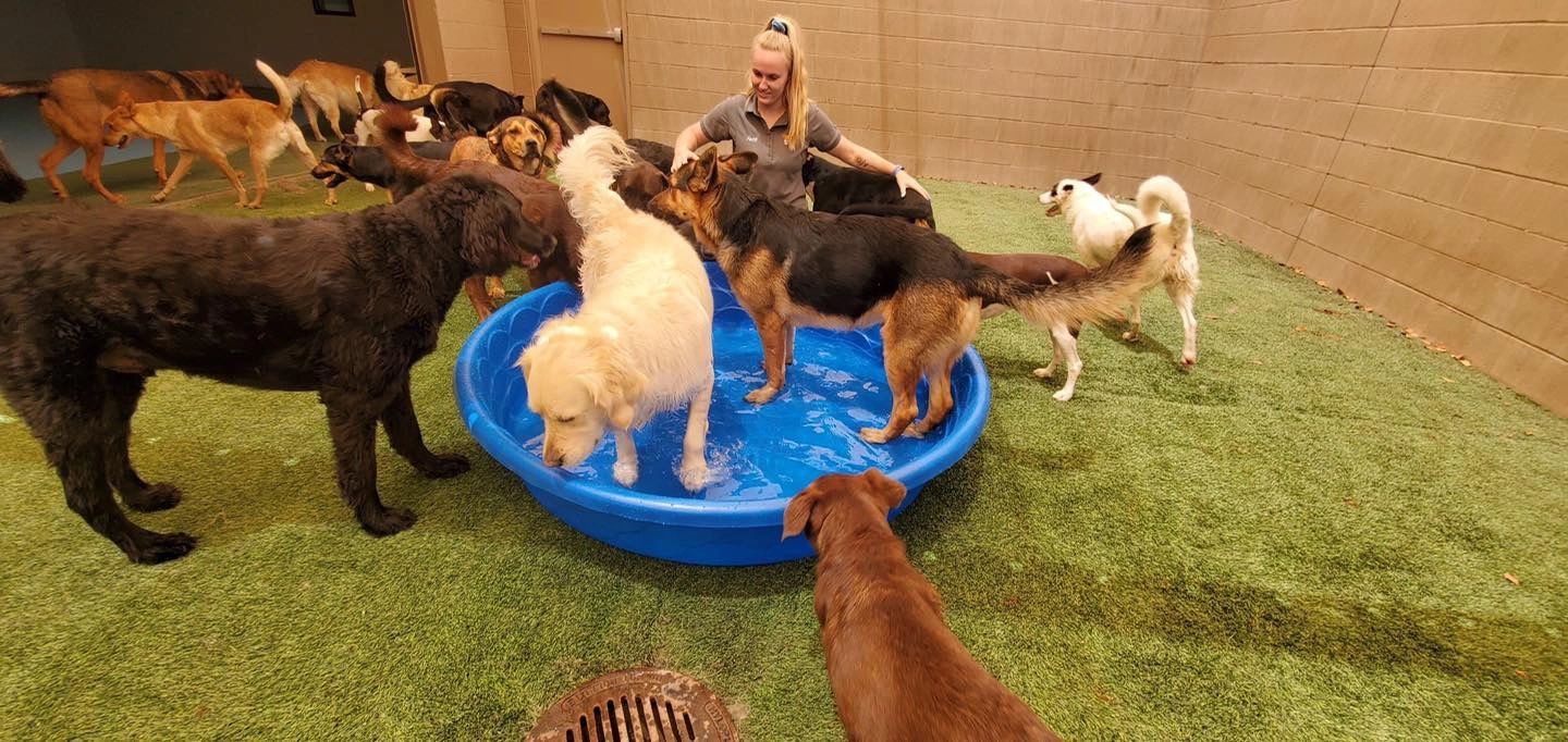 Dog Boarding (24 hours)