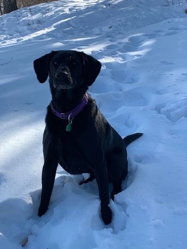 Johnson's Resort dog, Marlow, in the snow