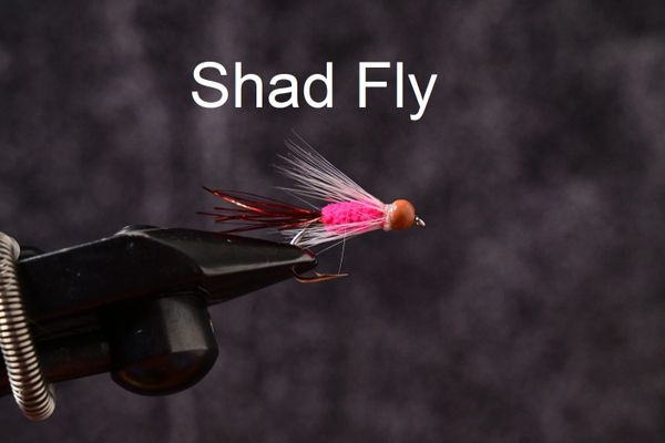 Shad Flies