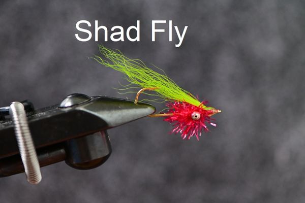 Shad Flies 3