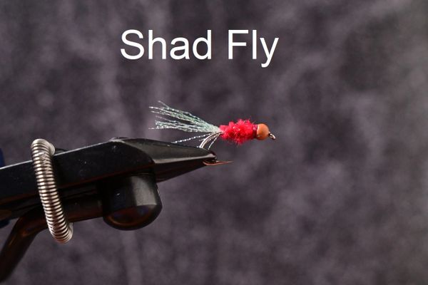 Shad Flies 2