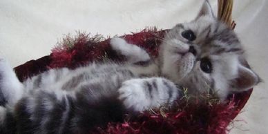 Exotic Shorthair Kitten, Shorthair Exotic Kitten, Exotic Shorthair Persian