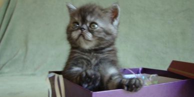 Exotic Shorthair Kitten, Shorthair Exotic Kitten, Exotic Shorthair Persian