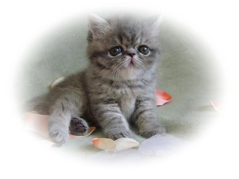 My Exotic Furs - Exotic Shorthair Kittens for Sale My Exotic Furs - Exotic Shorthair Kittens for Sale