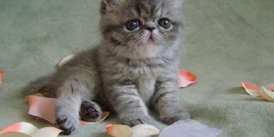Exotic Shorthair Kitten, Shorthair Exotic Kitten, Exotic Shorthair Persian
