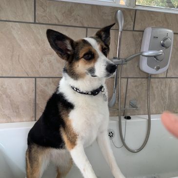 Peterborough Dog Grooming dog in bath