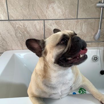Frenchie in a luxurious bath with professional products