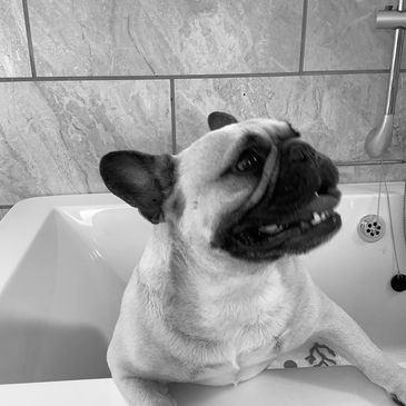Spa bath for dogs Peterborough 