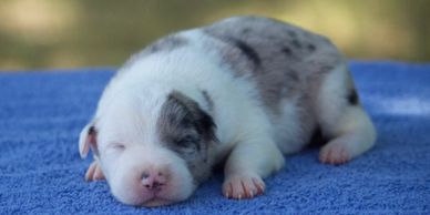 Our Border Collie puppies are born in our home in Camden, South Carolina!