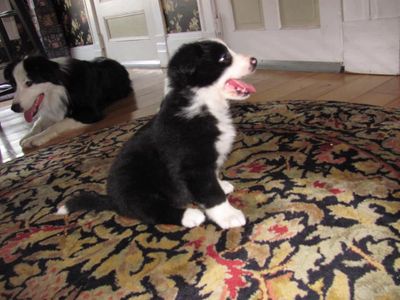 This is a traditional black and white Border collie puppy!