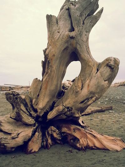Brown driftwood stump  at the Dungeness Bay