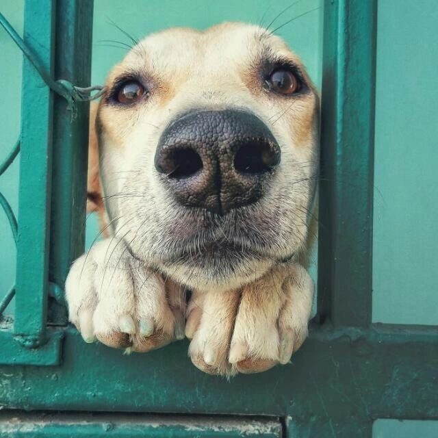 canine rescue and rehoming