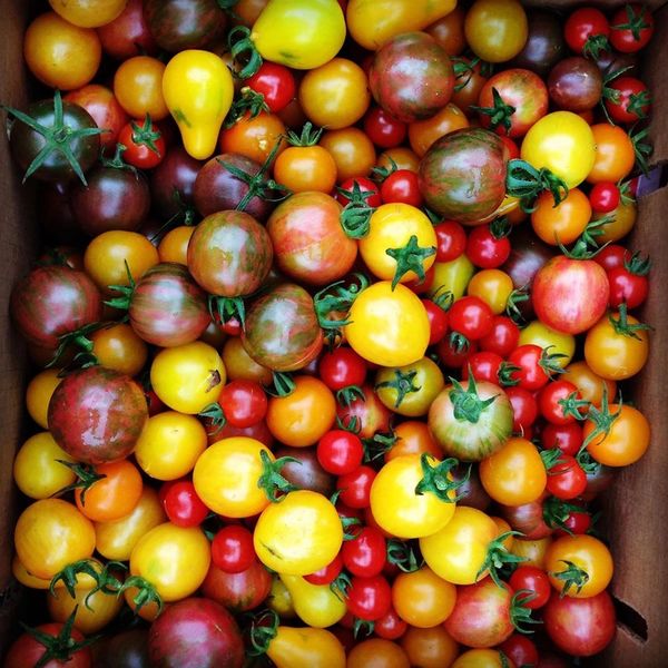 Squashington Farm photo 9