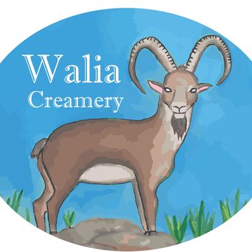 Drawing of a Walia Ibex (mountain goat) standing on rocks with the text "Walia Creamery" beside it