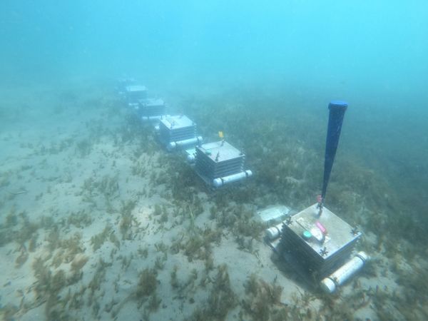 A row of Autonomous Reef Monitoring Structures in a seagrass meadow.