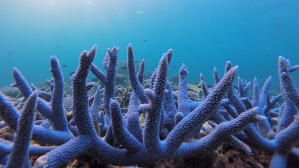 Blue Staghorn coral seen at Heron Island on Australia's Great Barrier Reef.
