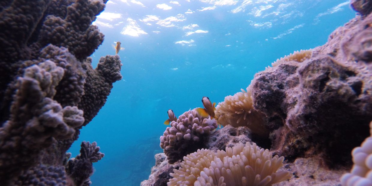 Clown Fish swim near their anemone home on the Great Barrier Reef