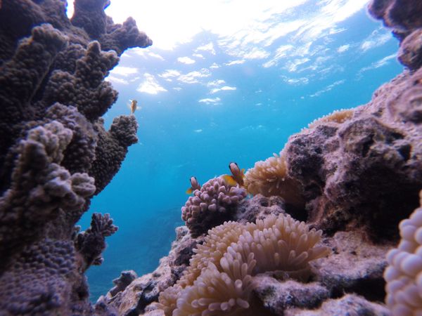 Clown fish and their anemone home on the Great Barrier Reef of Australia
