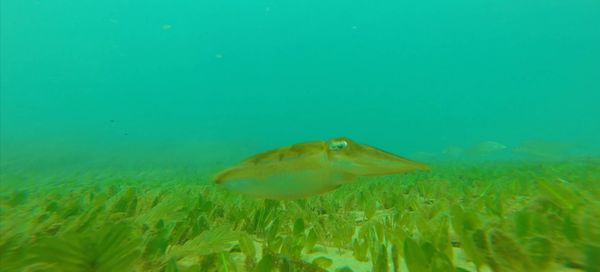 Cuttlefish swims over a seagrass meadow.